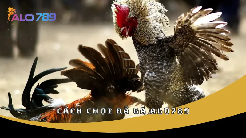 Cách chơi đá gà ALO789