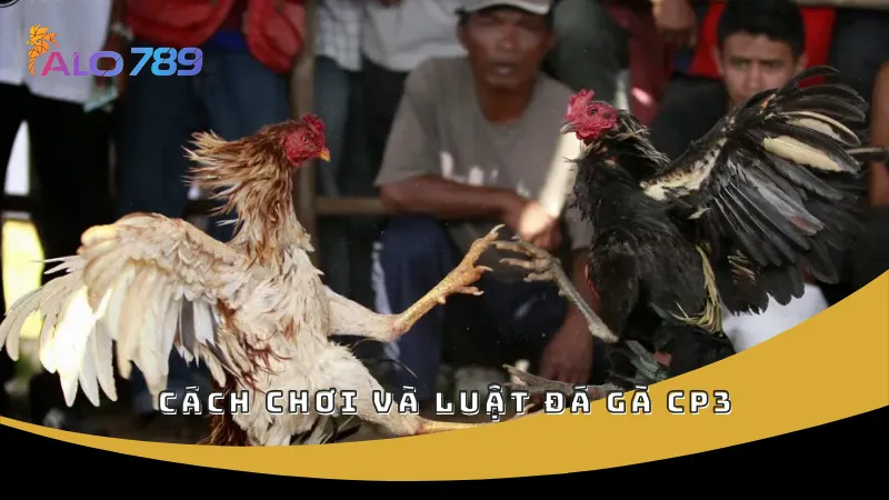 Cách chơi và luật đá gà CP3