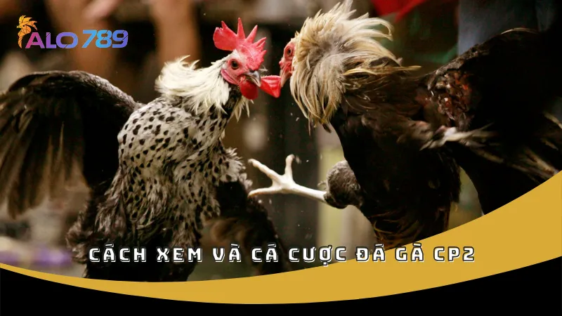 Cách xem và cá cược đá gà CP2