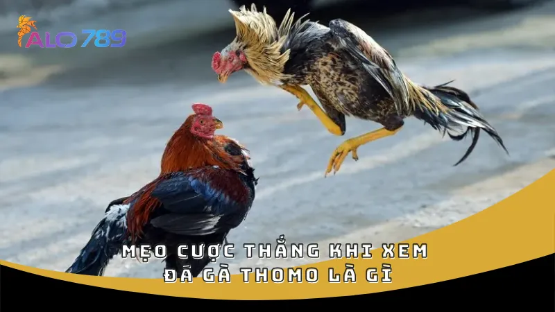 Mẹo cược thắng khi xem đá gà Thomo là gì