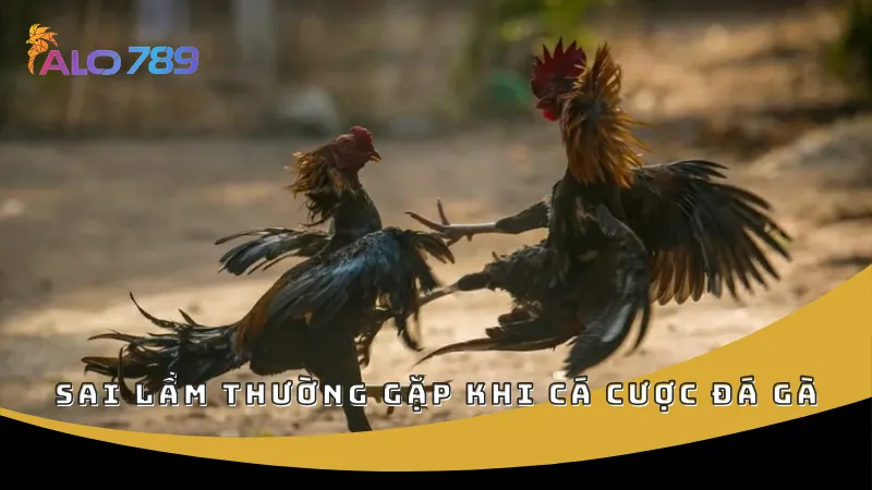 Sai lầm thường gặp khi cá cược đá gà
