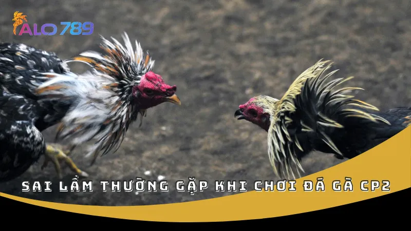 Sai lầm thường gặp khi chơi đá gà CP2