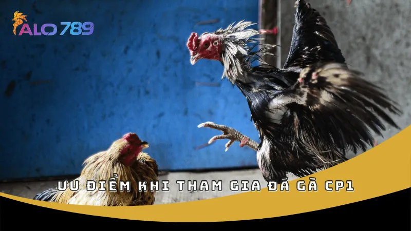 Ưu điểm khi tham gia đá gà CP1
