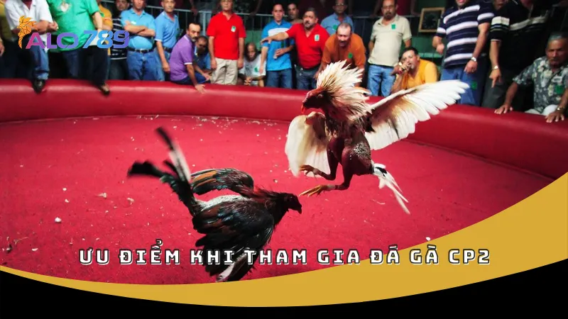 Ưu điểm khi tham gia đá gà CP2
